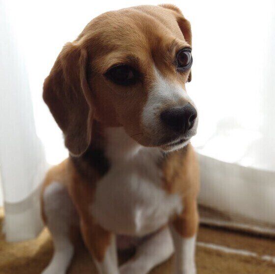 ビーグルのはなちゃん