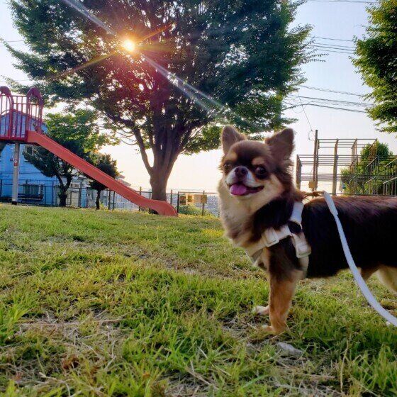 犬の熱中症はどこを冷やすと効果的？ 上手な体の冷やし方3つのポイント いぬのきもち