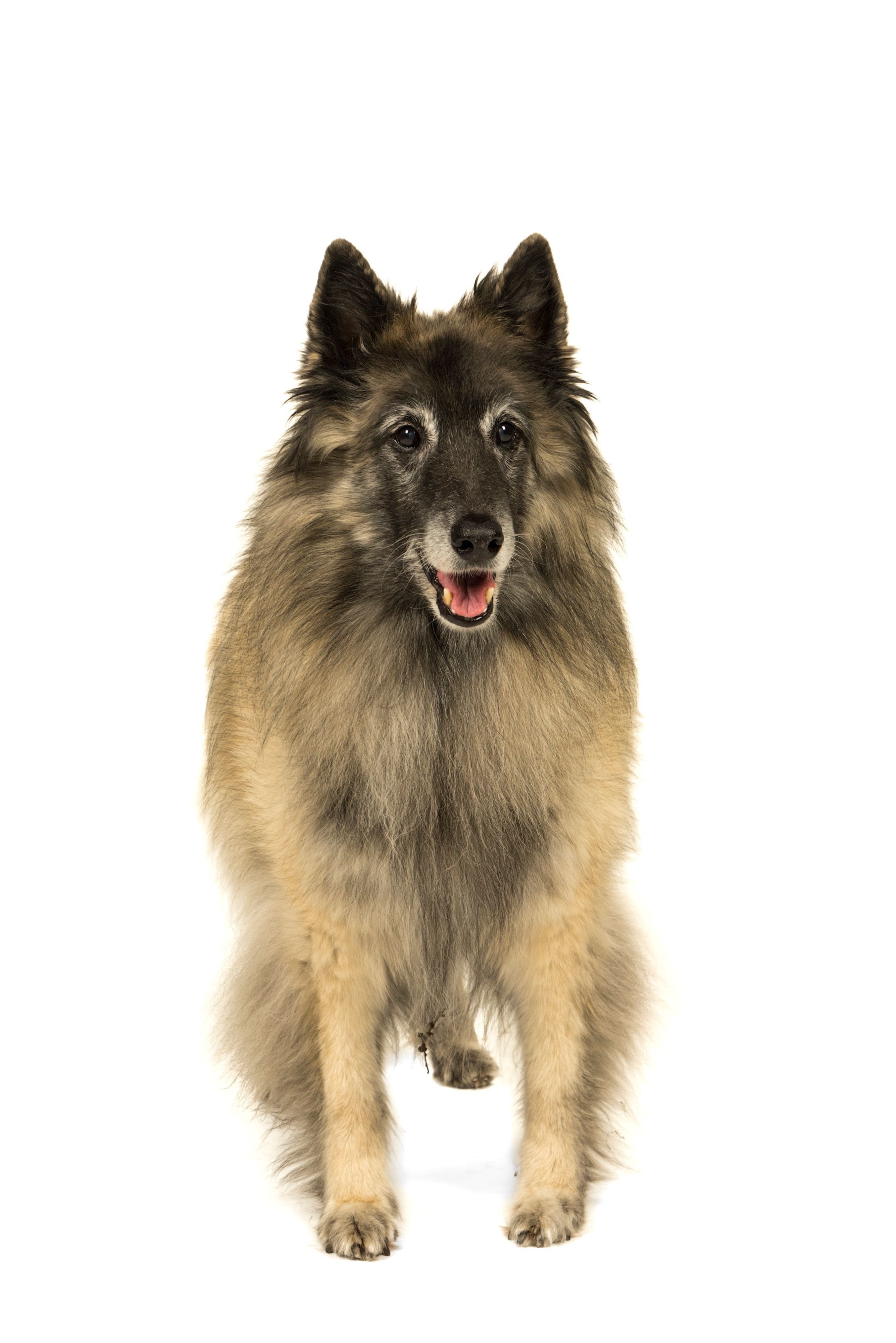 ベルジアン・シェパード・ドッグ・タービュレン