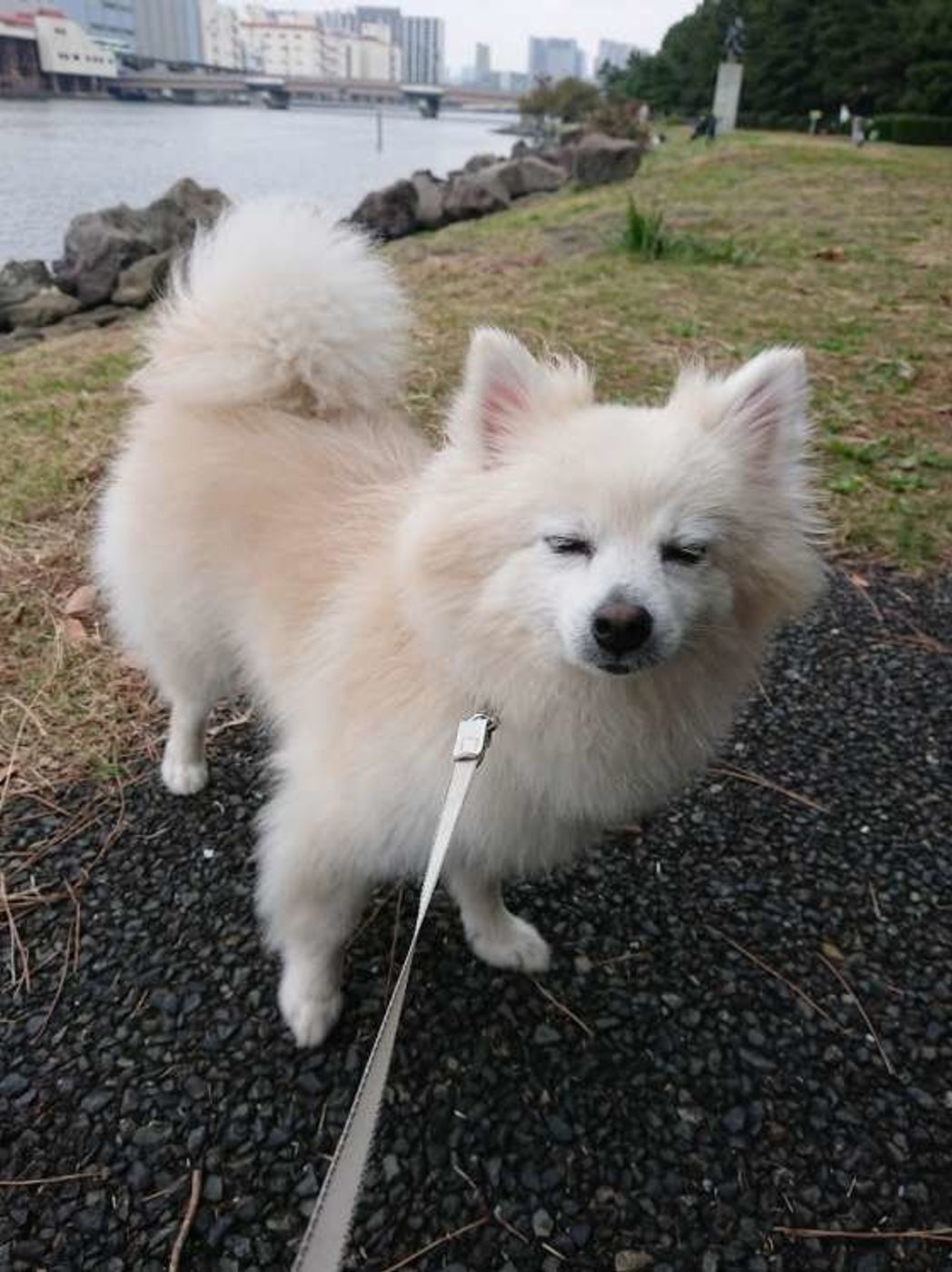 絶対起きてるでしょ 笑 愛犬が寝たふりする理由 いぬのきもちweb Magazine 絶対起きてるでしょ 笑 愛犬が寝たふりする理由 いぬのきもちweb Magazine