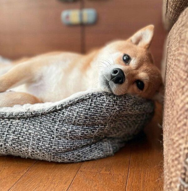 見つめるマメちゃん