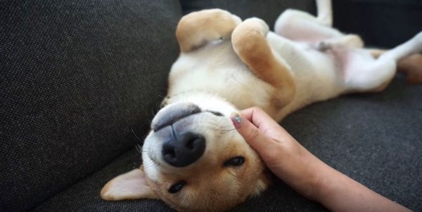 なでなでしてもらうゾロくん