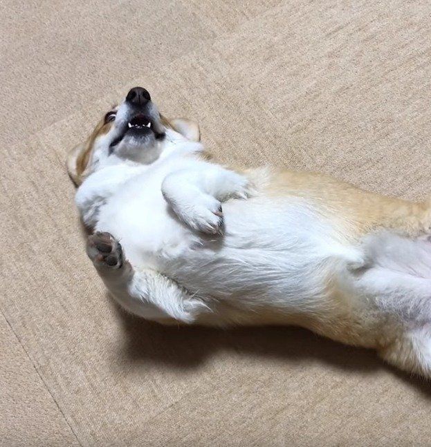 スリスリする陽菜ちゃん