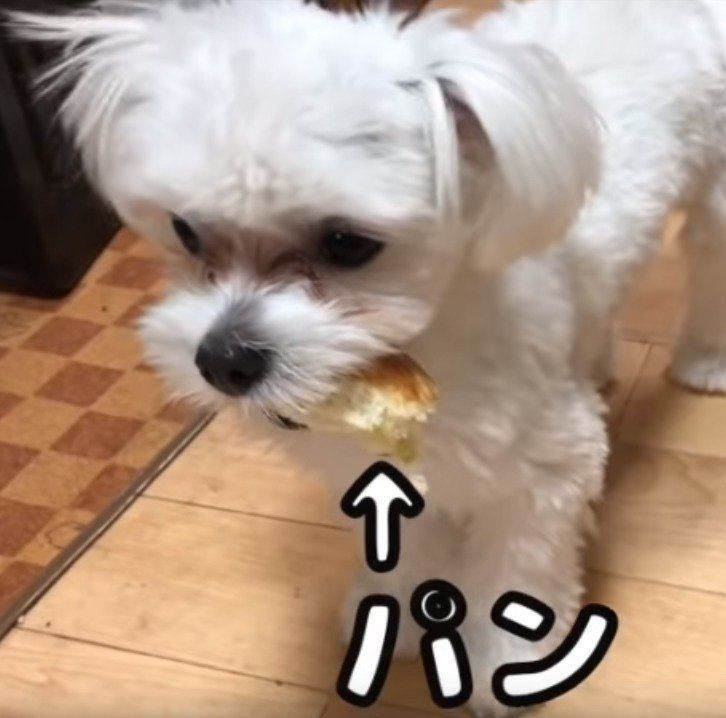 盗み食いの現場を押さえられたマルチーズ