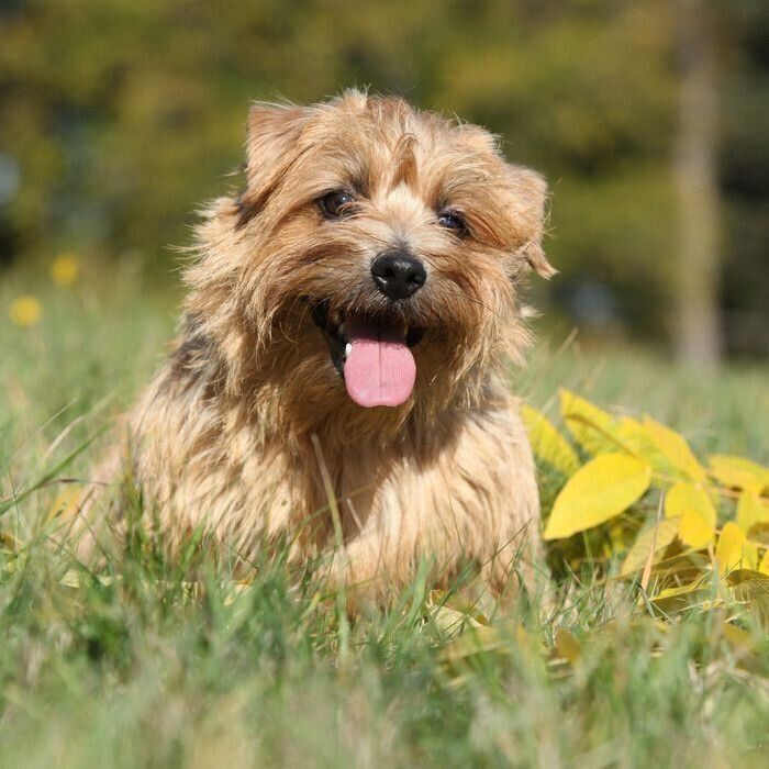 希少　ダニクエ　ノーフォークテリア　犬　ブロンズ　置物　シリアルナンバーあり ノーフォークテリア | 犬のトリミングサロン/ホテル oakmont