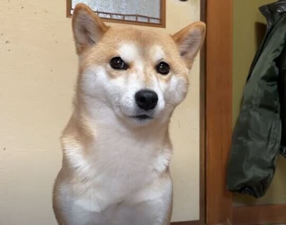 ひとり遊びを始めるも 2分でさみしくなってパパさんに目で訴える柴犬 いぬのきもちweb Magazine ひとり遊びを始めるも 2分でさみしくなってパパさんに目で訴える柴犬 いぬのきもちweb Magazine