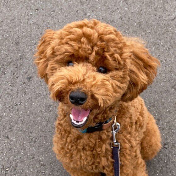 お散歩中の楽しそうなトイ・プードル