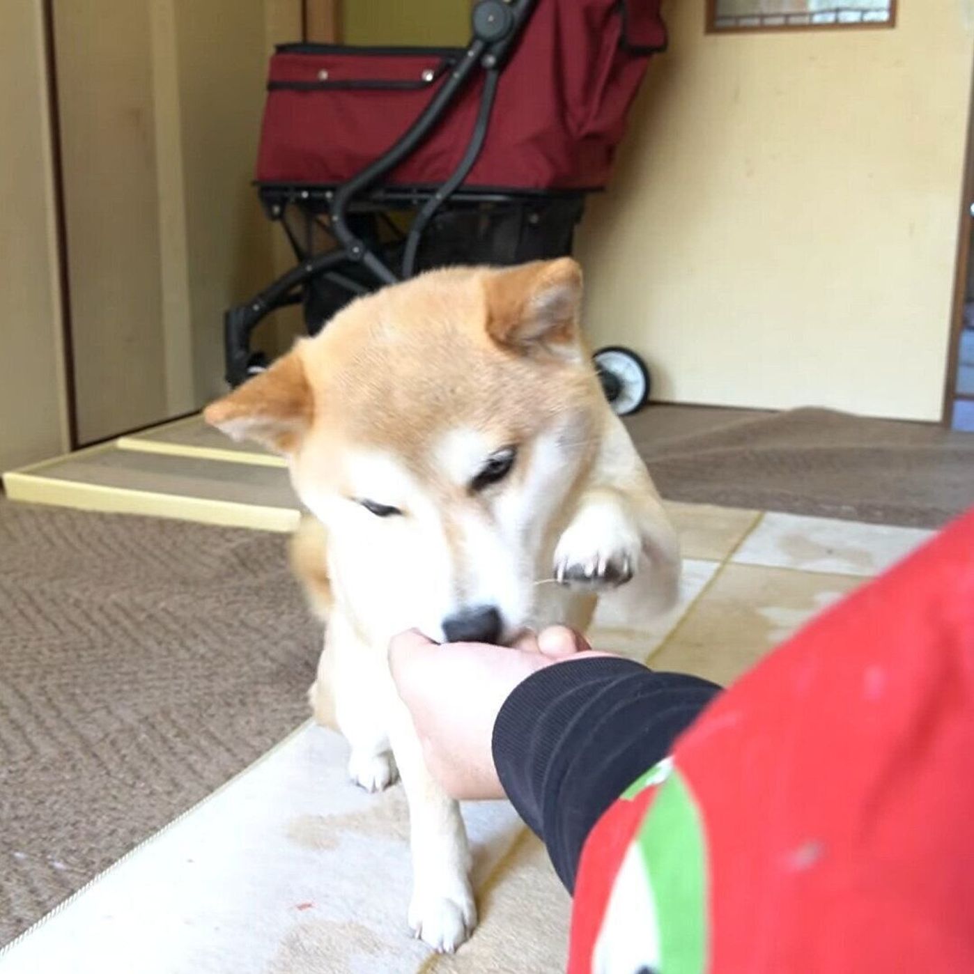 当てっこゲームだって一生懸命 がんばる お手て が尊すぎる柴犬 いぬのきもちweb Magazine 当てっこゲームだって一生懸命 がんばる お手て が尊すぎる柴犬 いぬのきもちweb Magazine