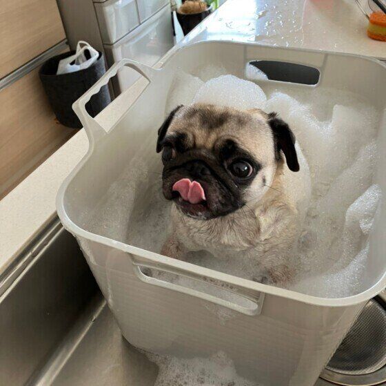 シャンプー中のパグ