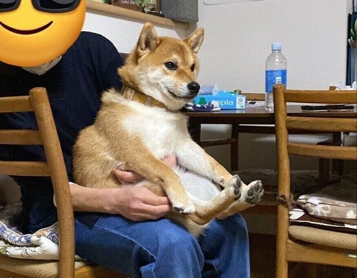 飼い主の膝の上に座る柴犬