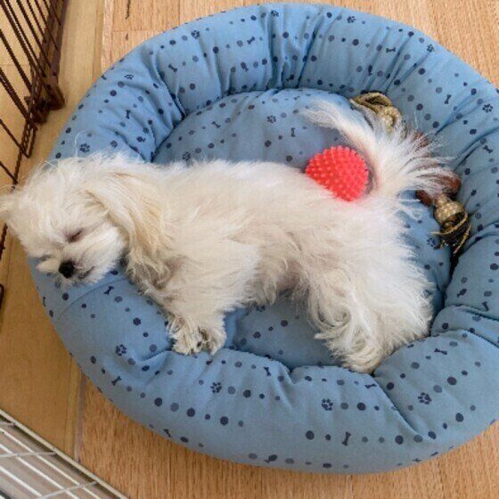 ベッドで寝ているマルチーズ