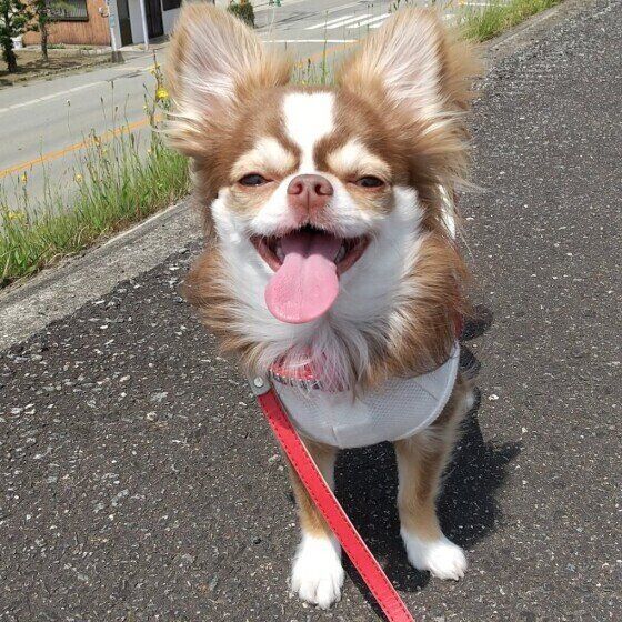 お散歩中の幸せそうなチワワ
