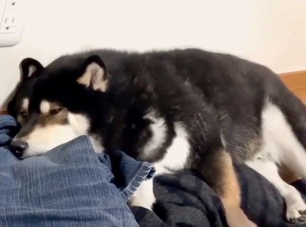 飼い主さんのニオイが好きな柴犬