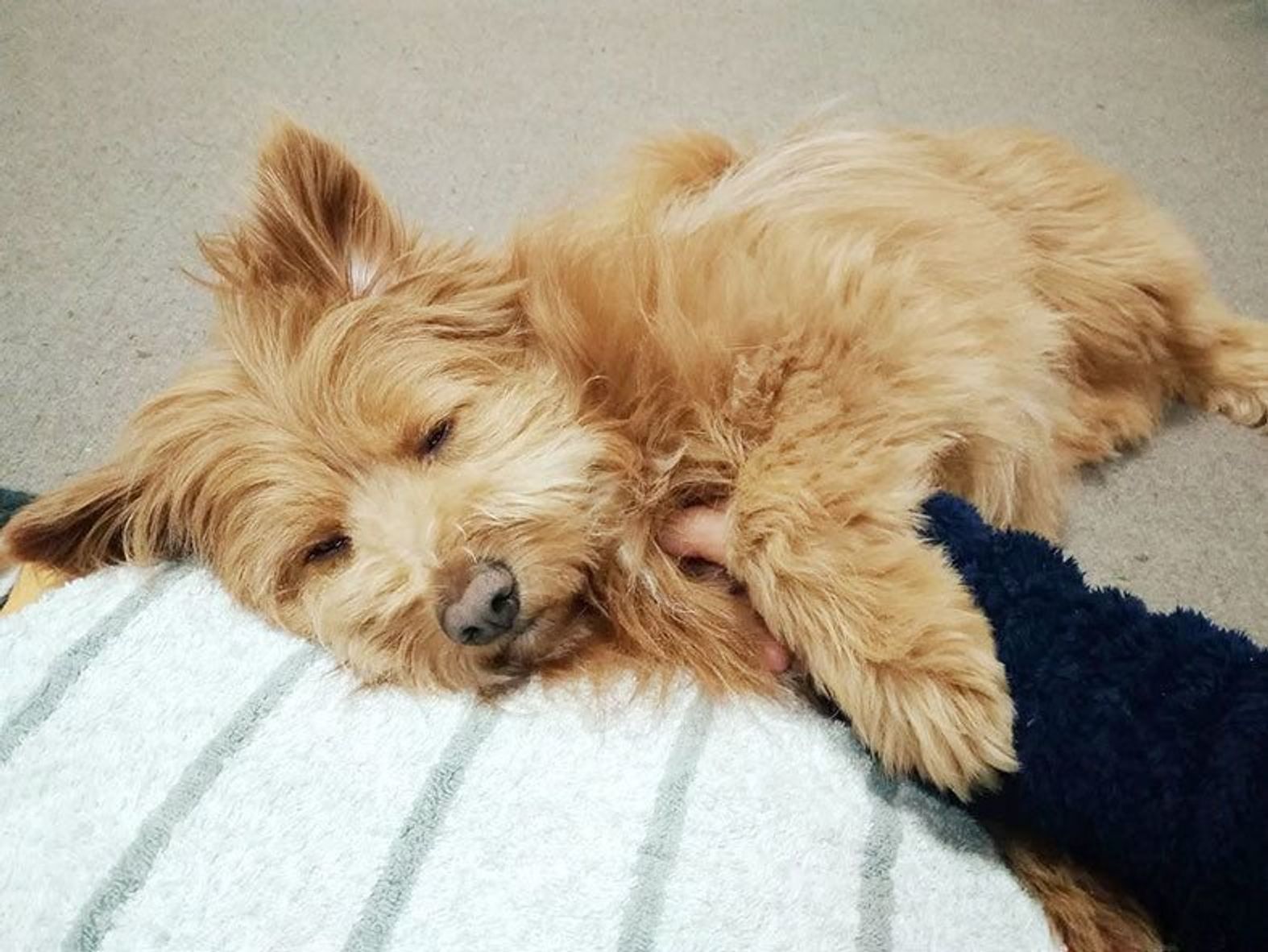 寝不足の原因は 連載 こぐま犬てんすけ Vol 33 いぬのきもちweb Magazine 寝不足の原因は 連載 こぐま犬てんすけ Vol 33 いぬのきもちweb Magazine