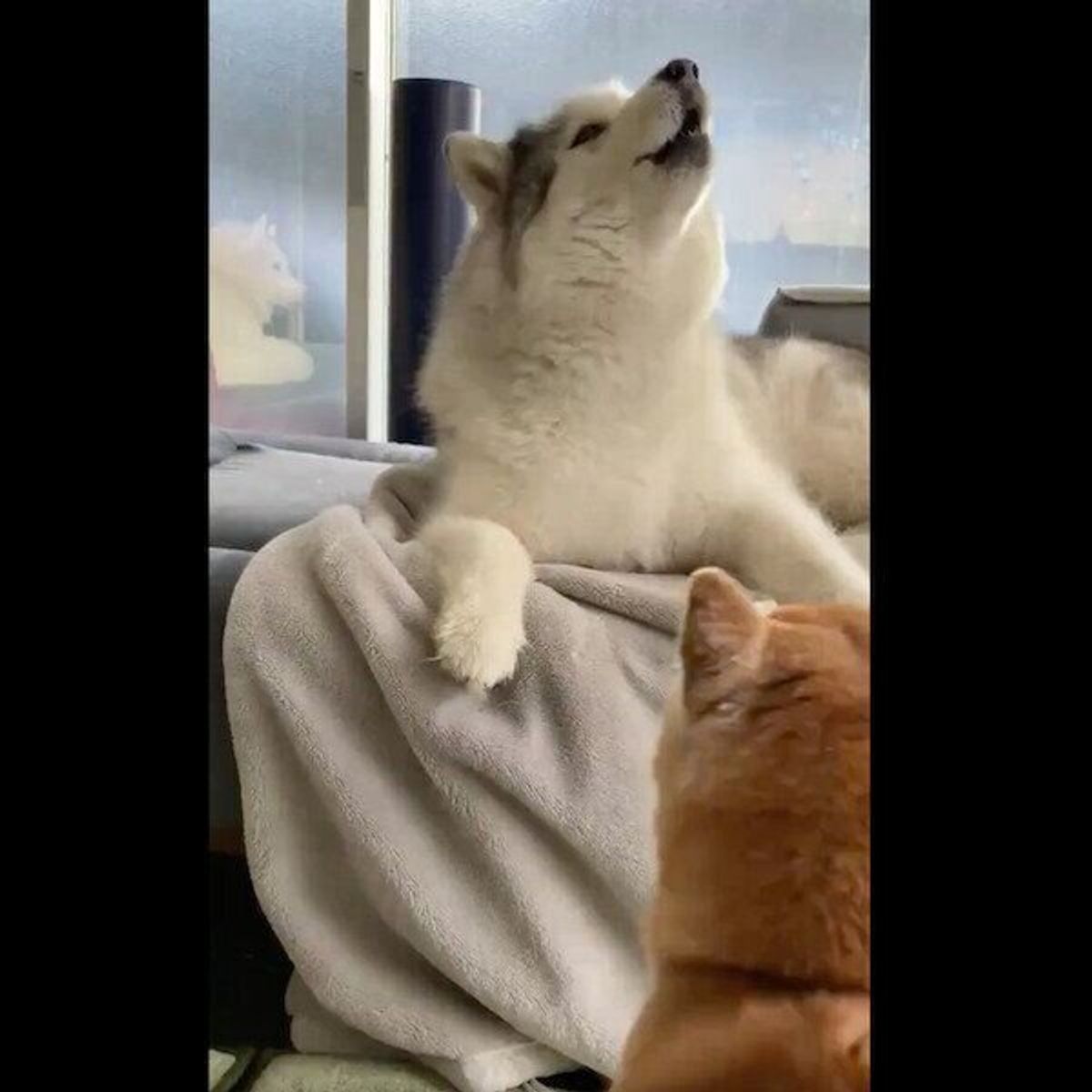 犬界のダチョウ倶楽部 じゃれ合う犬たちが お約束のキス芸 を披露 いぬのきもちweb Magazine 犬界のダチョウ倶楽部 じゃれ合う犬たちが お約束のキス芸 を披露 いぬのきもちweb Magazine