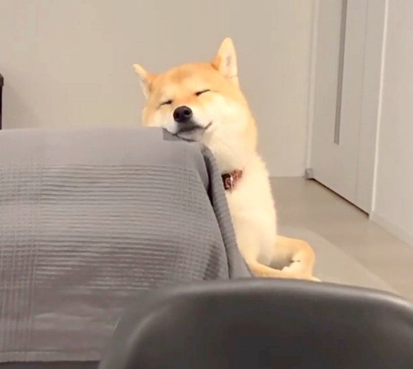 お仕事中の飼い主さんを見守る味噌ちゃん