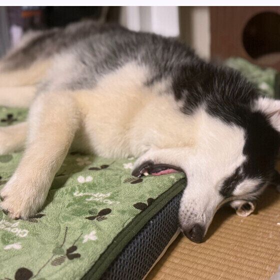 お口を開けたまま寝ているシベリアンハスキー いぬのきもち