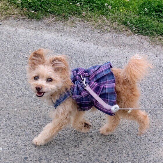 楽しそうなあんずちゃん