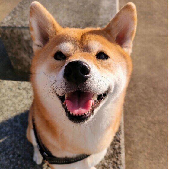 愛情不足の犬がみせるサインとは？ 心と体の変化を獣医師に聞いた いぬのきもち