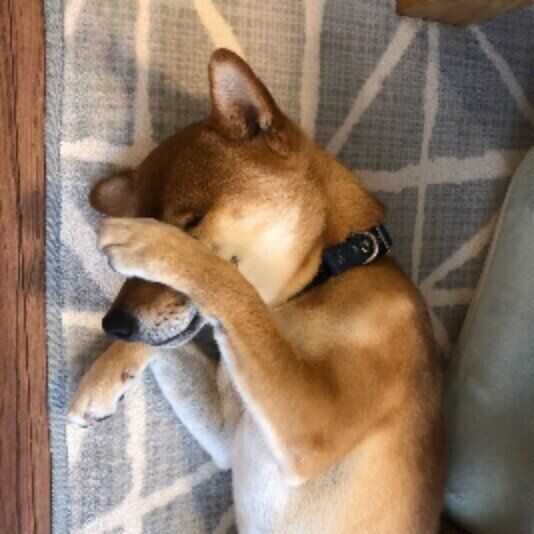 犬が顔をこする・洗う・拭く仕草にはどんな意味がある？ いぬのきもち