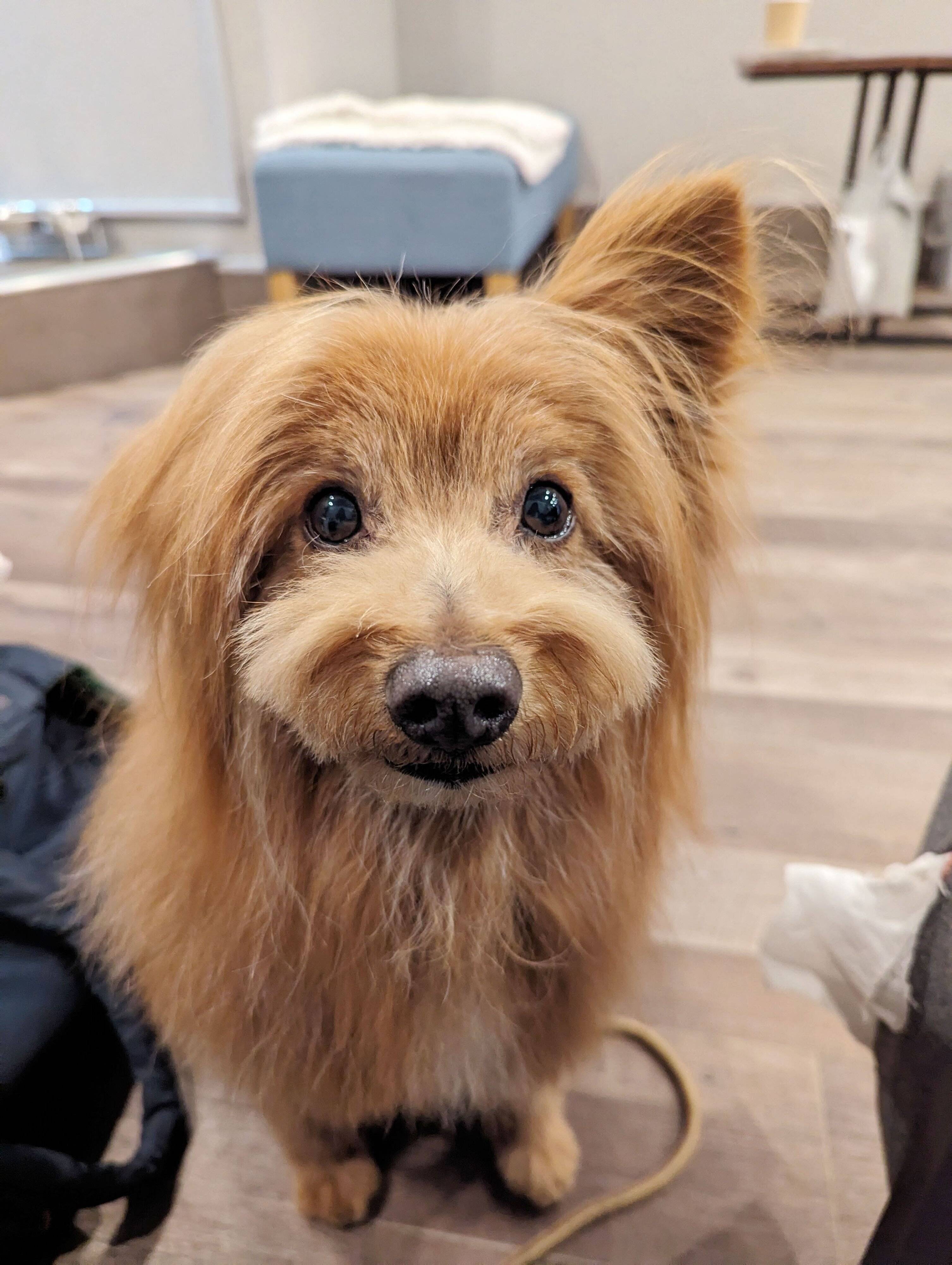 キョトンとした顔の犬の写真