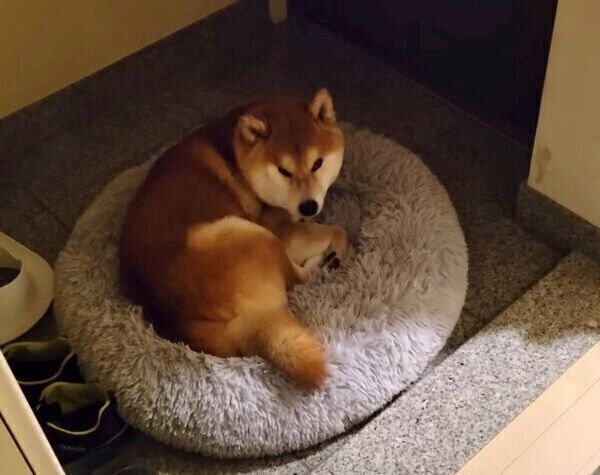 玄関で眠るこむぎくん