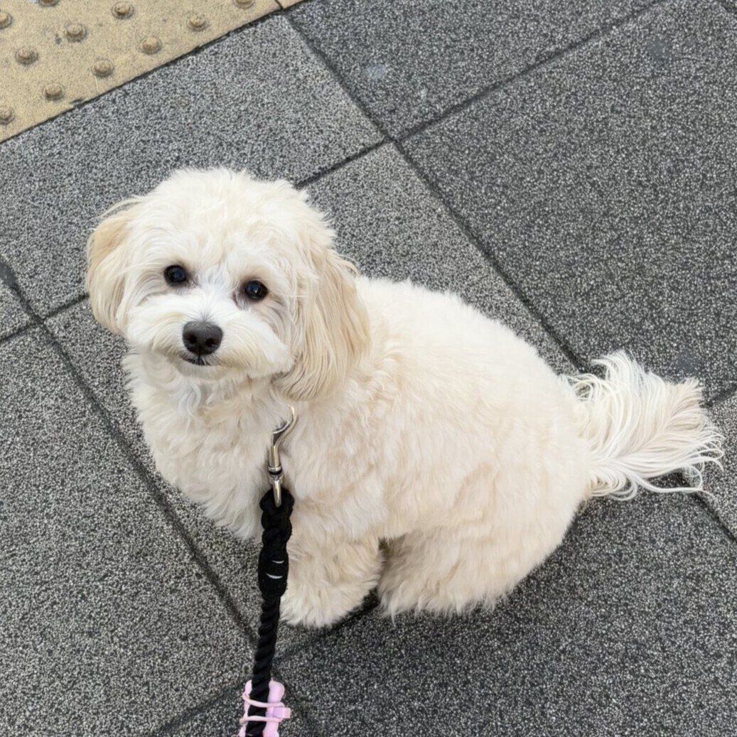 愛らしい瞳で飼い主さんを見つめているジョセフくん