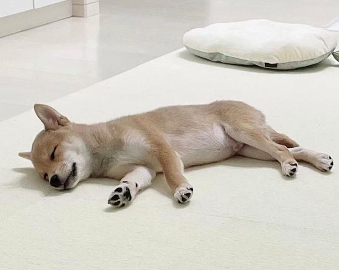 生後3カ月のころに撮影したおかかくん