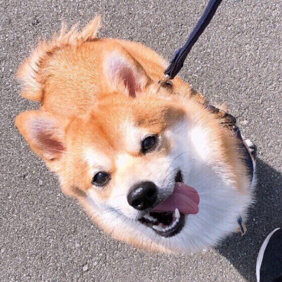 散歩が気持ちよくて見上げる犬（柴、オス）