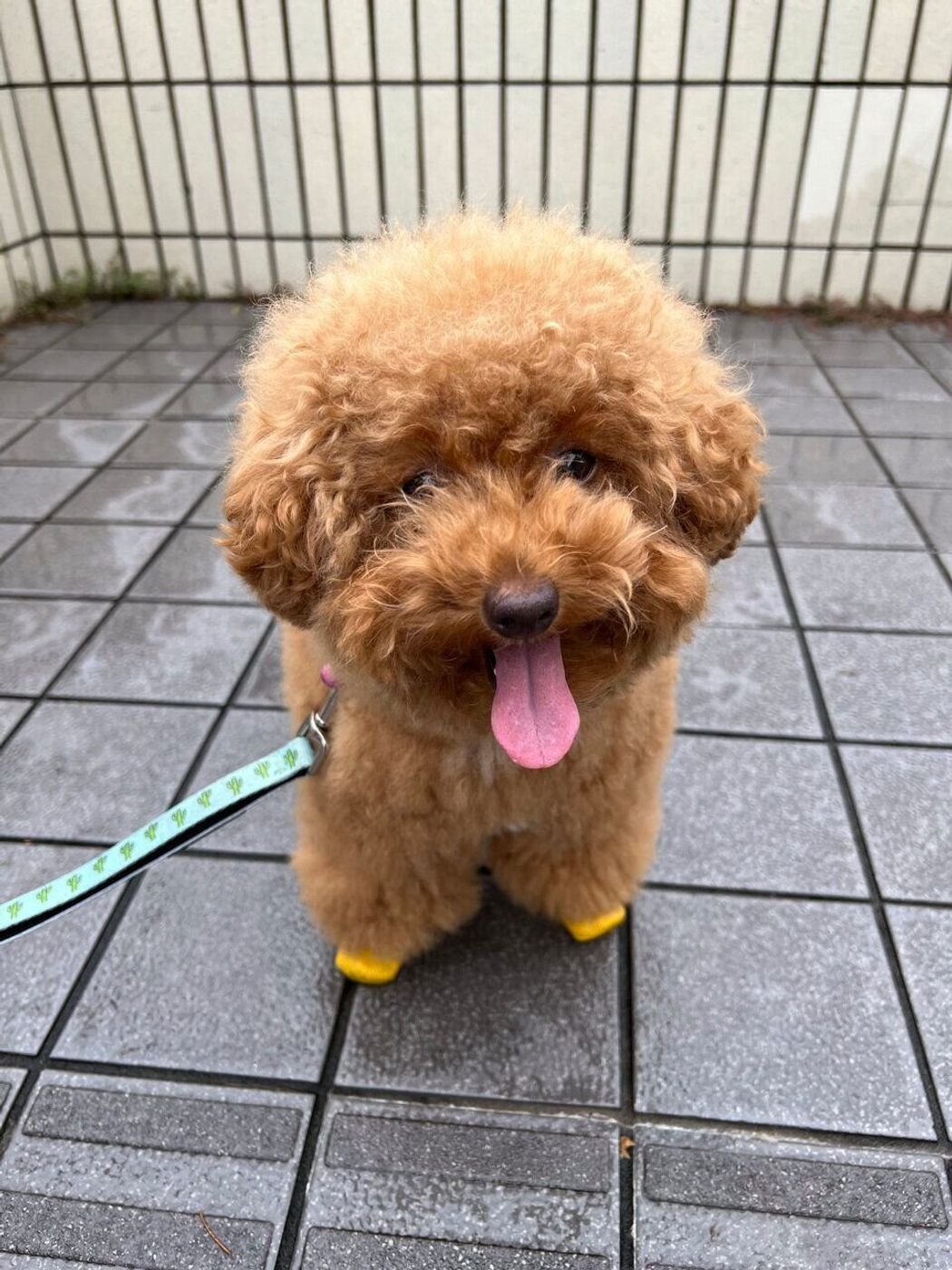 靴を履いたテコ 私が愛犬に靴を履かせる理由 連載 Djまっぴーの 犬が好きすぎて Vol 5 いぬのきもちweb Magazine 靴を履いたテコ 私が愛犬に靴を履かせる理由 連載 Djまっぴーの 犬が好きすぎて Vol 5 いぬのきもちweb Magazine