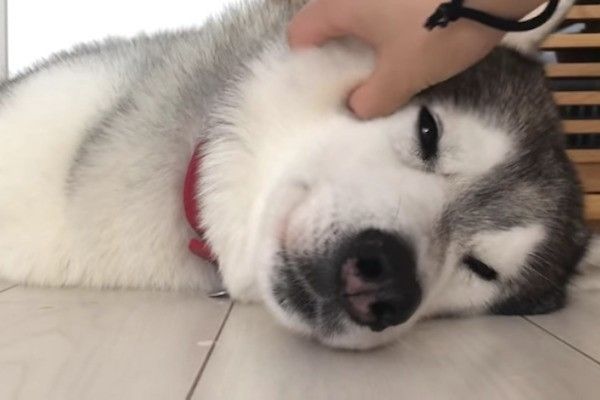 シベリアン・ハスキー