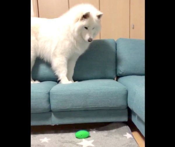 ソファに上がるサモちゃん