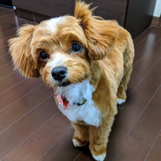 フローリングの床に立ち、少し首を傾げている胸元と鼻とつま先が白い茶色の小型犬（Mix）