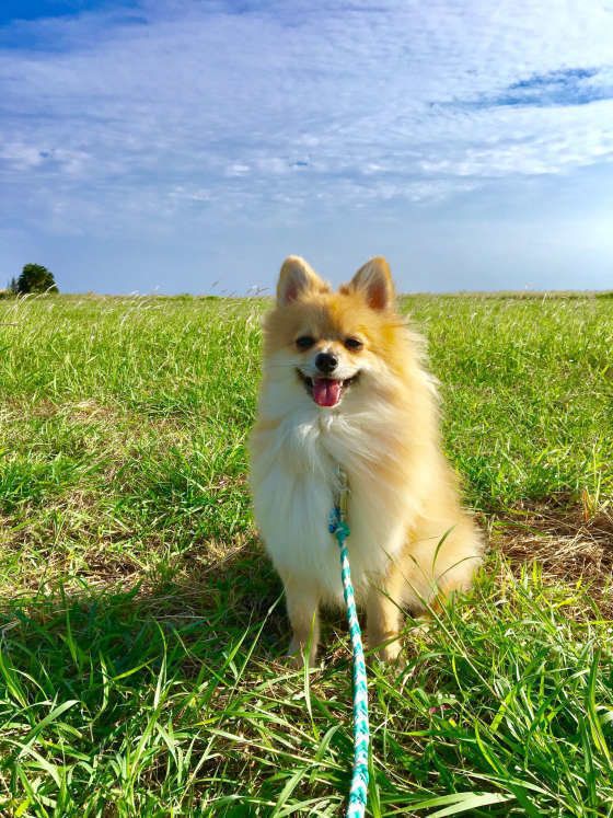 日本初の動物の精神科医、犬猫の「ストレス診療科」が開設！その取り組みは？ 