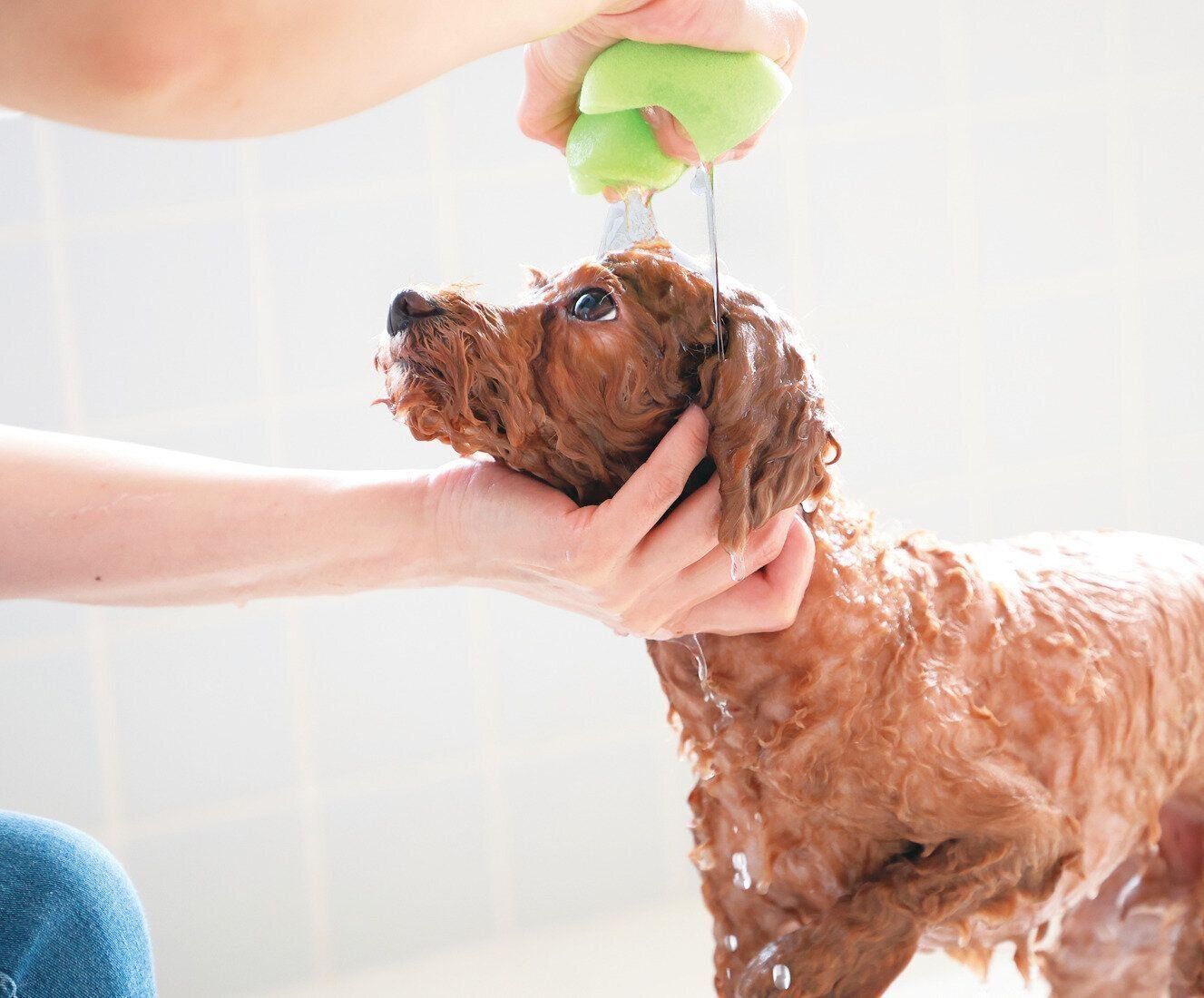 給水させたスポンジですすぐと◎