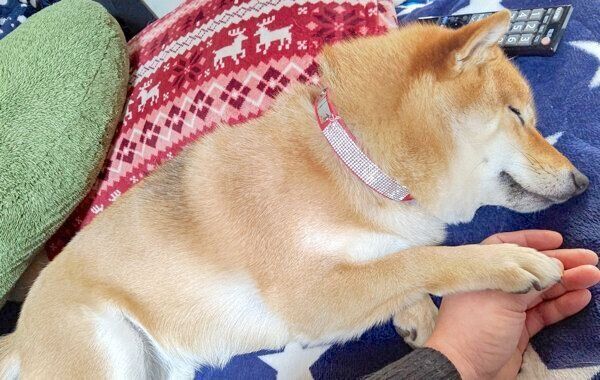 眠るオルカちゃん