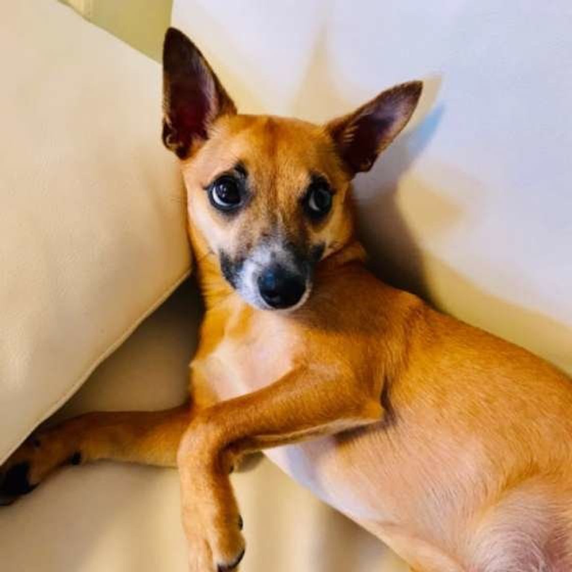 タバコの副流煙が犬に与える影響とは いぬのきもちweb Magazine タバコの副流煙が犬に与える影響とは いぬのきもちweb Magazine