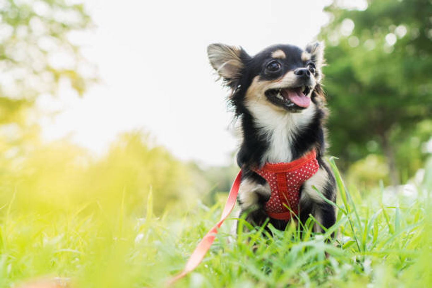 犬のレンタルについて お散歩やお泊り体験ができるお店 注意点とは いぬのきもちweb Magazine 犬のレンタルについて お散歩やお泊り体験ができるお店 注意点とは いぬのきもちweb Magazine