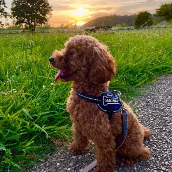 愛犬が室内で「マーキング」をする場合の対処法は？ いぬのきもち