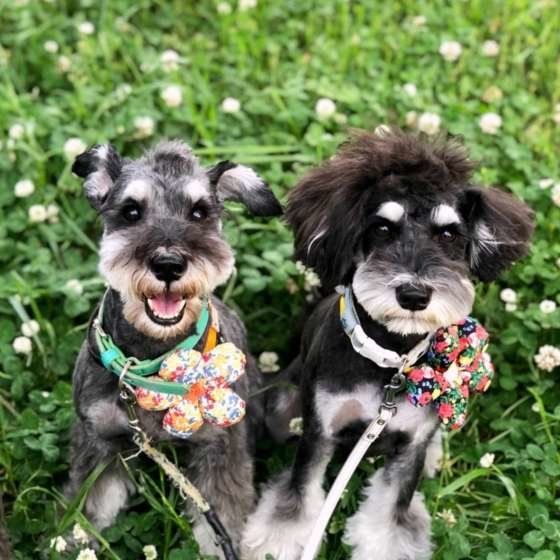 今日のお散歩も楽しいなぁ〜！