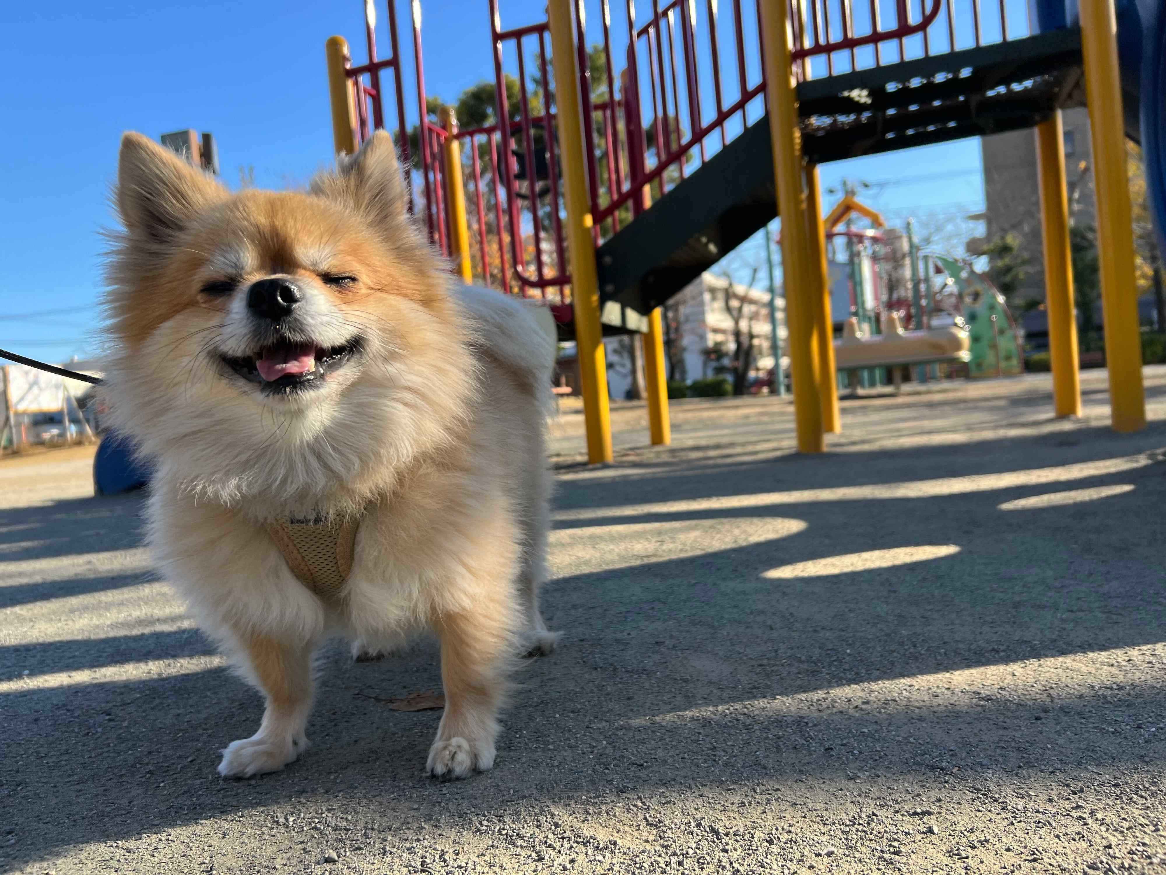 ニコニコな笑顔を見せる犬