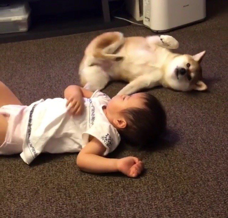 柴犬とあかちゃん