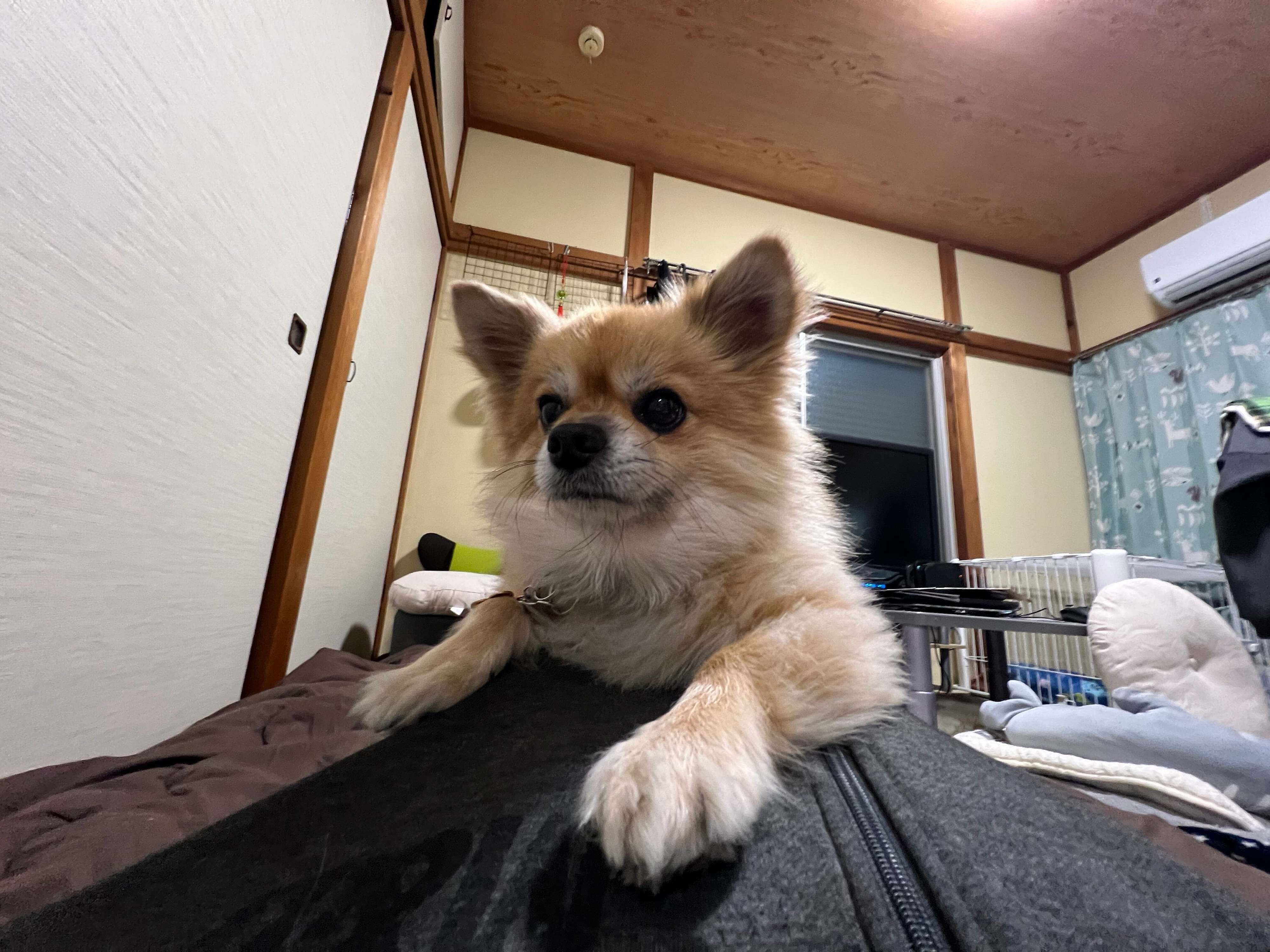 飼い主さんに「かまってアピール」をする様子の犬