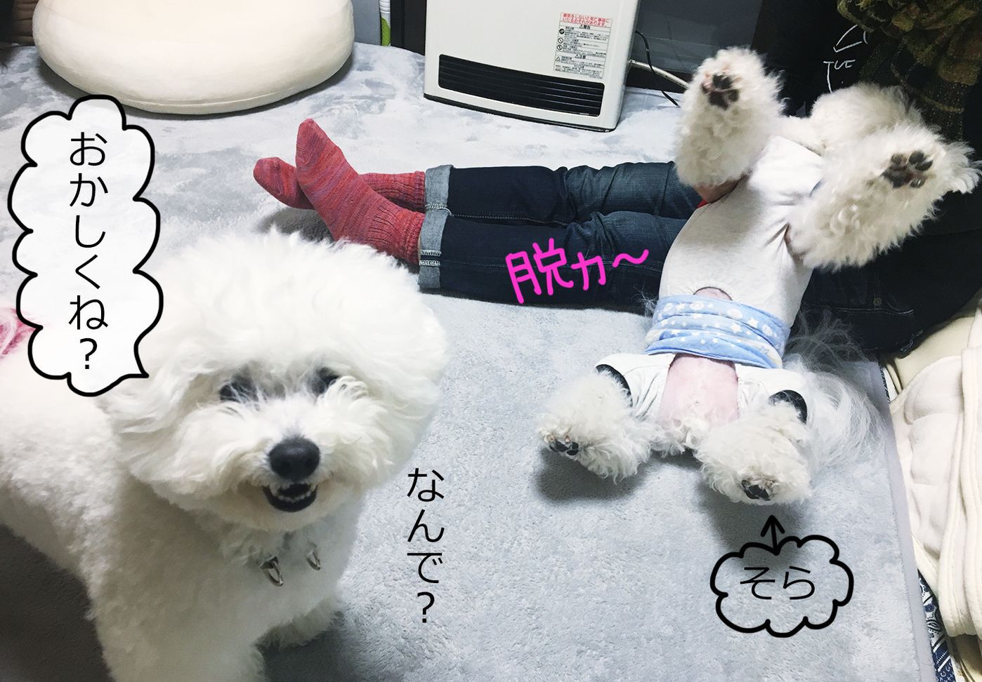 Vol 211 ホストの使命は我慢 マシューとマルモともだち100わんできるかな いぬのきもちweb Magazine Vol 211 ホストの使命は我慢 マシューとマルモともだち100わんできるかな いぬのきもちweb Magazine