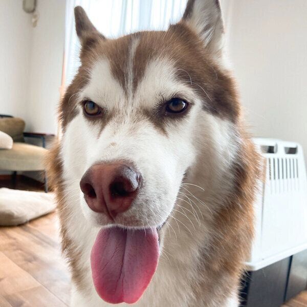 舌を出す北斎くん