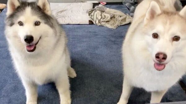 見つめるフィスくんとグーちゃん