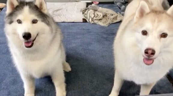 見つめるフィスくんとグーちゃん