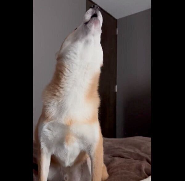 あくびをすると見せかけて歌うような鳴き方をするたびくん