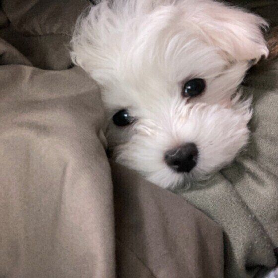 布団初体験中のマルチーズ