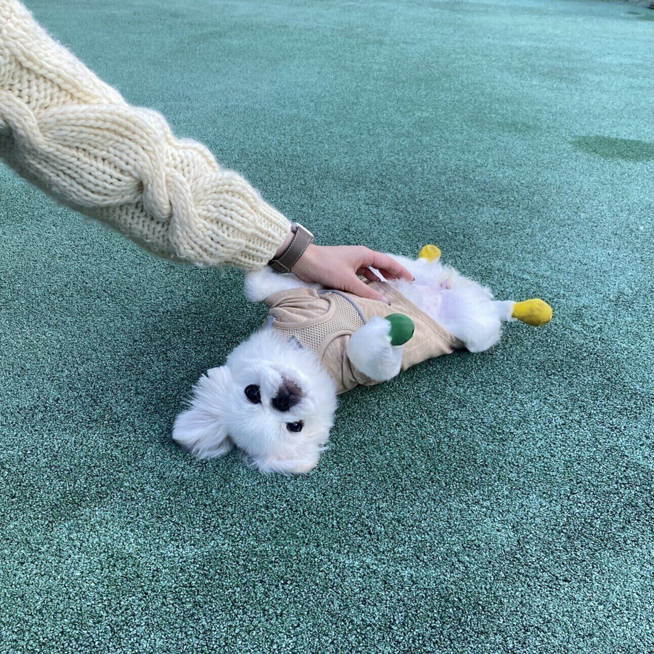 話題の投稿　初めてのドッグランで“ヘソ天”するうにちゃん